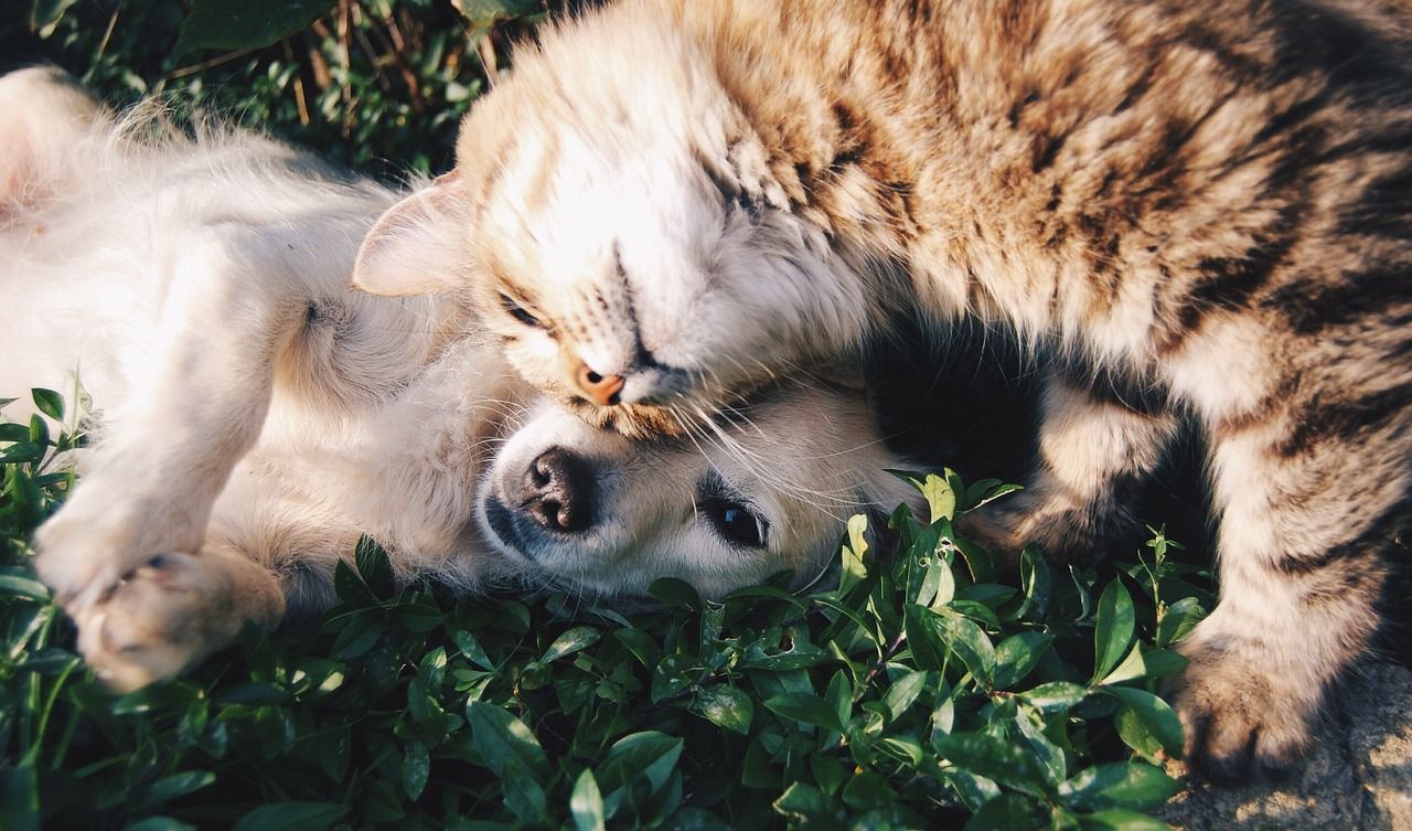 Jak pies z kotem – jak przygotować mieszkanie, aby zwierzęta mogły żyć w zgodzie?