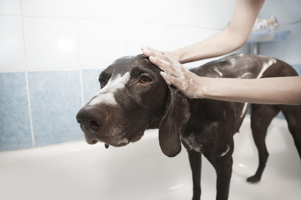 Psia kąpiel – czy warto zdecydować się na wizytę w specjalnym salonie?