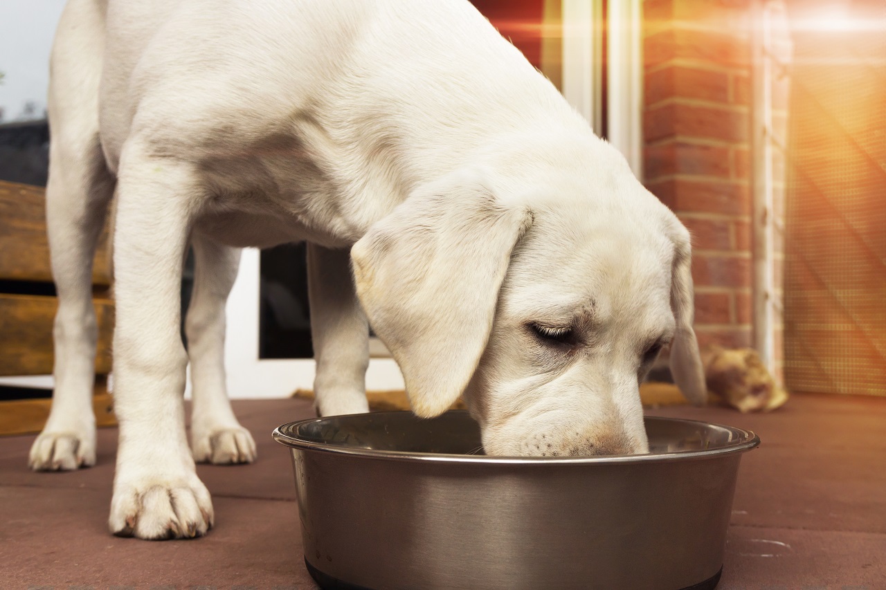 Jakie składniki powinna zawierać dobra karma dla psów?