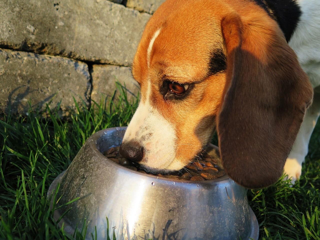 Nietolerancja pokarmowa u psa – jak sobie z nią radzić