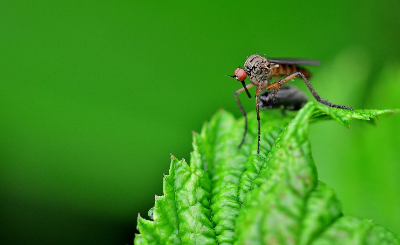 Komary i kleszcze – co zrobić aby nie były nam straszne?